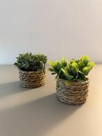 Limitierte Coastal Greens 2-delige set decoratieve planten, Verzenden, Nieuw