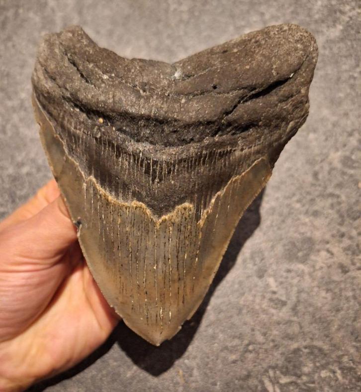 DIKKE! MEGALODON TAND USA	380	gr	14.3x11.3x2.8	cm, Verzamelen, Mineralen en Fossielen, Fossiel, Ophalen of Verzenden