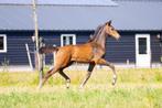 Grote veiling, Rietjes, Embryo's, Veulens, Drachtige merries, Dieren en Toebehoren