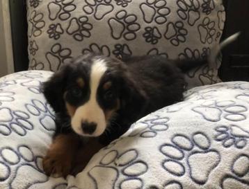 berner senner pups