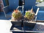 cactussen Echinofossulocactus, Ophalen of Verzenden, Minder dan 100 cm, Bloeiende kamerplant, Volle zon