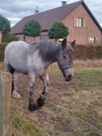 Belgisch trekpaard veulen, Dieren en Toebehoren, Gechipt, 0 tot 2 jaar, Tuigpaard, Zadelmak