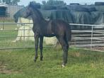 Hengstenveulen, Dieren en Toebehoren, Paarden, Springpaard, Niet van toepassing, 0 tot 2 jaar, Hengst