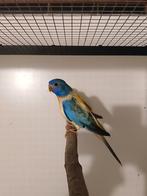 Perruches splendides 2025, Animaux & Accessoires, Oiseaux | Perruches & Perroquets, Plusieurs animaux, Perruche, Bagué