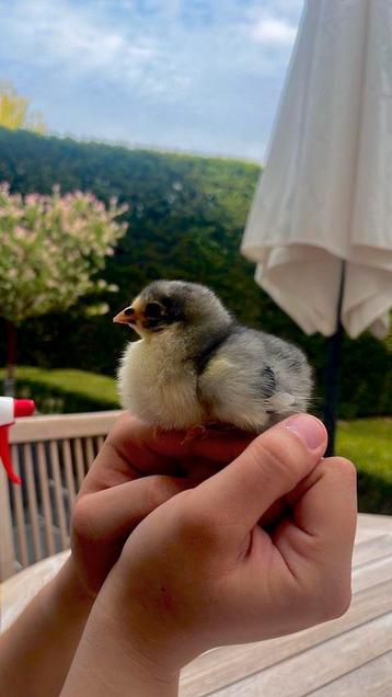 Brahma kuikens blauw, zwart en splash groothoender beschikbaar voor biedingen