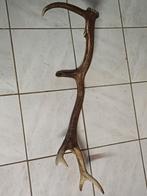 Paire de grands bois de cerf, Ophalen, Gebruikt, Hert