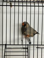 Koppel Charcoal Bleekrug zebravinken, Dieren en Toebehoren, Vogels | Overige Vogels, Meerdere dieren, Tropenvogel