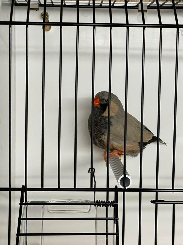 Koppel Charcoal Bleekrug zebravinken, Dieren en Toebehoren, Vogels | Overige Vogels, Tropenvogel, Meerdere dieren