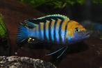 Malawi cichliden bestand, Dieren en Toebehoren, Vissen | Aquariumvissen