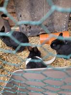 Konijntjes te koop mannetjes, Dieren en Toebehoren