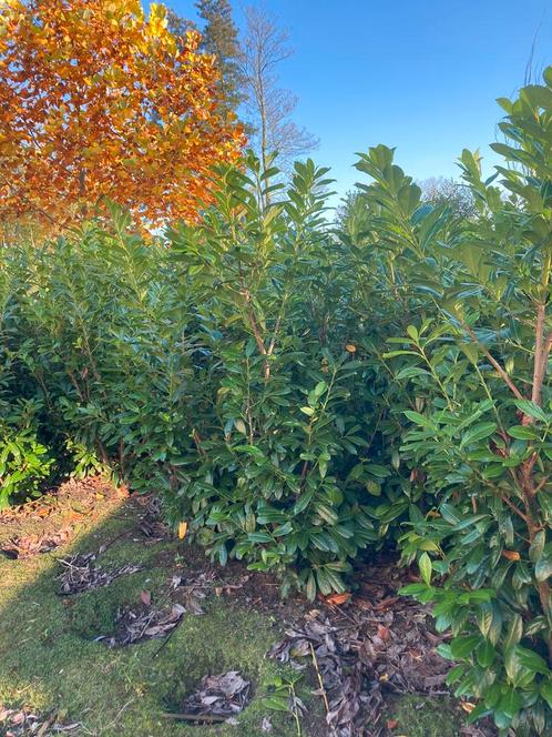 Prunus laurocerasus ‘Novita’ Hagen en sierheesters., Tuin en Terras, Planten | Struiken en Hagen, Haag, Ophalen