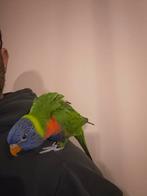 Lori van de blauwe bergen, Dieren en Toebehoren