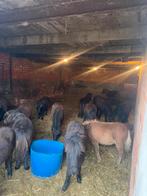 16 Shetlander hengsten, Dieren en Toebehoren, Pony's