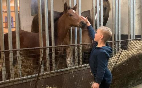 Zangersheide hengst veulen, Dieren en Toebehoren, Paarden, Hengst, 0 tot 2 jaar, Springpaard, Met stamboom, Gechipt, Ontwormd