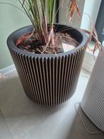 Plant incl pot, Huis en Inrichting, Kamerplanten, Ophalen, 100 tot 150 cm, Palm, Halfschaduw