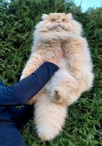 Brits langhaar dekkater (Niet te koop), 0 tot 2 jaar