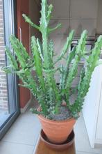 Euphorbia cactus, Maison & Meubles, Plantes d'intérieur, Cactus, Plante verte, Enlèvement, Moins de 100 cm