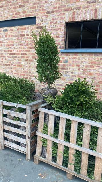Haagplanten - vaste planten - bomen  beschikbaar voor biedingen