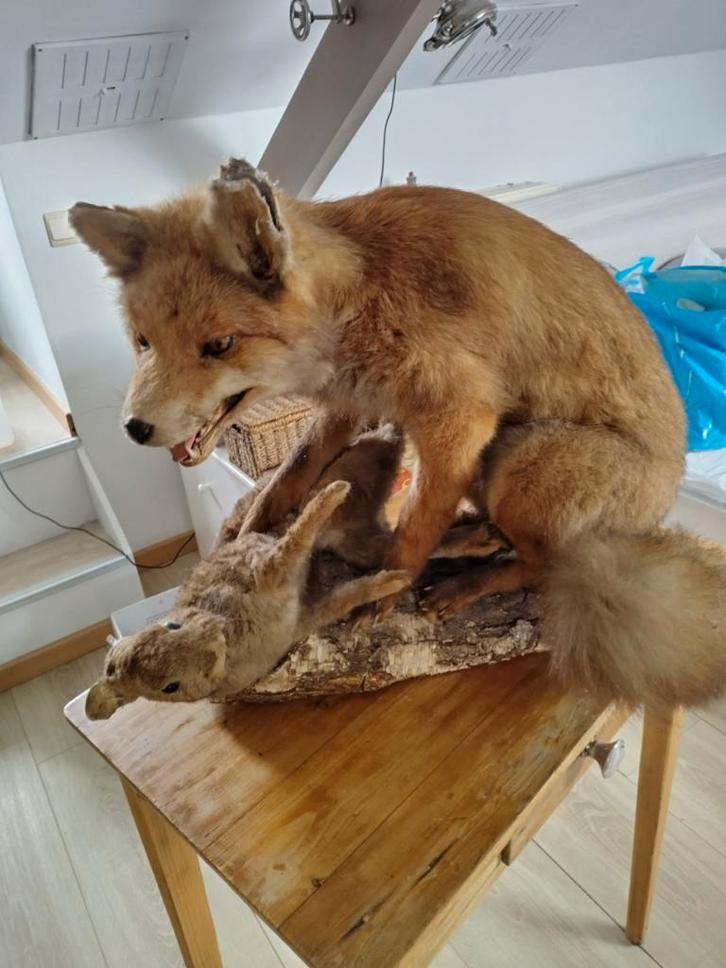 opgezette vos met konijn op stronk, taxidermie, Verzamelen, Dierenverzamelingen, Gebruikt, Opgezet dier, Wild dier, Ophalen