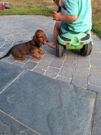 Langharige dwergteckel pups, België, CDV (hondenziekte), 8 tot 15 weken, Dwerg