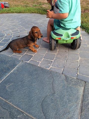 Langharige dwergteckel pups, Belgique, Poils longs, Plusieurs, 8 à 15 semaines