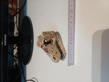 Dinosaurus schedel aquariumdecoratie  beschikbaar voor biedingen
