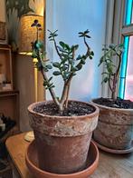 Plante crassula en pot et sous pot terre cuite, Maison & Meubles, Enlèvement ou Envoi