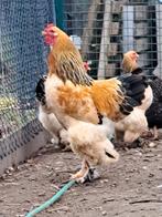 Coq Brahma et poulets, Animaux & Accessoires, Volatiles