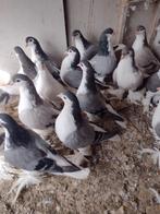 Sierduiven Lahores, Dieren en Toebehoren, Vogels | Duiven, Meerdere dieren, Overige soorten