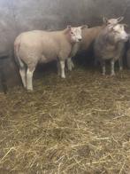 Texel ramlammeren te koop, Dieren en Toebehoren, Schapen, Geiten en Varkens, Mannelijk, Schaap