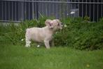 Franse bulldog pups 💖💖💖, 15 weken tot 1 jaar, Buitenland, CDV (hondenziekte), Bulldog