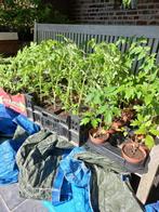 Tomaten-, peper-, paprika- en komkommerplantenlanten, Jardin & Terrasse, Plantes | Jardin, Annuelle, Enlèvement, Plantes potagères