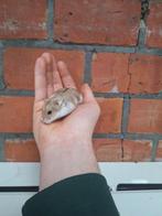 Jonge campbelli dwerghamsters, verschillende kleuren, tam, Animaux & Accessoires, Reptiles & Amphibiens, Domestique