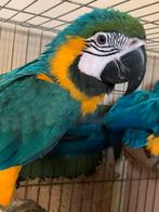Blauw gele ara - handtam, Dieren en Toebehoren, Vogels | Parkieten en Papegaaien
