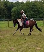 Knappe 13 jarige ruin, Dieren en Toebehoren