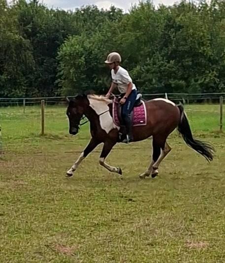 Knappe 13 jarige ruin, Dieren en Toebehoren, Paarden