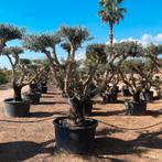 Pon pon olijfbomen leverbaar april!, Tuin en Terras, Planten | Bomen, Ophalen of Verzenden