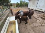 Schotland Ponny, Dieren en Toebehoren, Ophalen of Verzenden