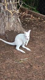 Wallaby albinos mâle, Dieren en Toebehoren, September, Mannelijk