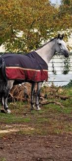 Cheval de loisir, beau cheval et bon, Animaux & Accessoires, Chevaux & Poneys | Couvertures & Couvre-reins, Enlèvement