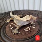 Wimpergekko, Crested Gecko, Dieren en Toebehoren, Reptielen en Amfibieën, Hagedis, 0 tot 2 jaar