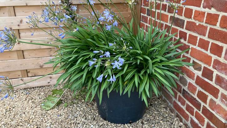 50 zaden Agapanthus Rotterdam licht blauw, Tuin en Terras, Planten | Tuinplanten, Ophalen of Verzenden