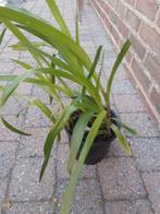 Tradescantia, Tuin en Terras, Planten | Tuinplanten, Volle zon, Vaste plant, Zomer, Ophalen