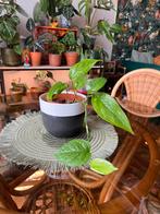 Epipremnum pinnatum (ex variegata), Ophalen, Overige soorten