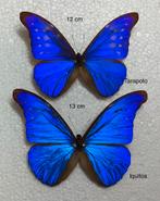 Morpho rhetenor, 45 € / exemplaar, Ophalen of Verzenden