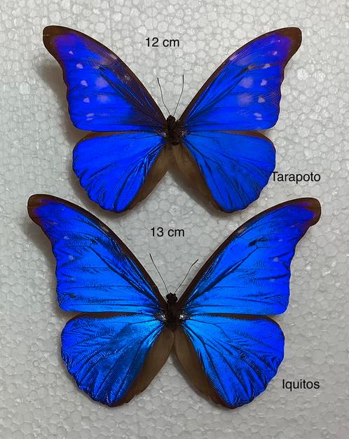 Morpho rhetenor, 45 € / exemplaar, Verzamelen, Dierenverzamelingen, Ophalen of Verzenden
