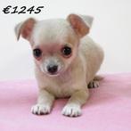 Chihuahua - kortharige pups te koop, Dieren en Toebehoren, Honden | Chihuahua's en Gezelschapshonden, 15 weken tot 1 jaar, Handelaar