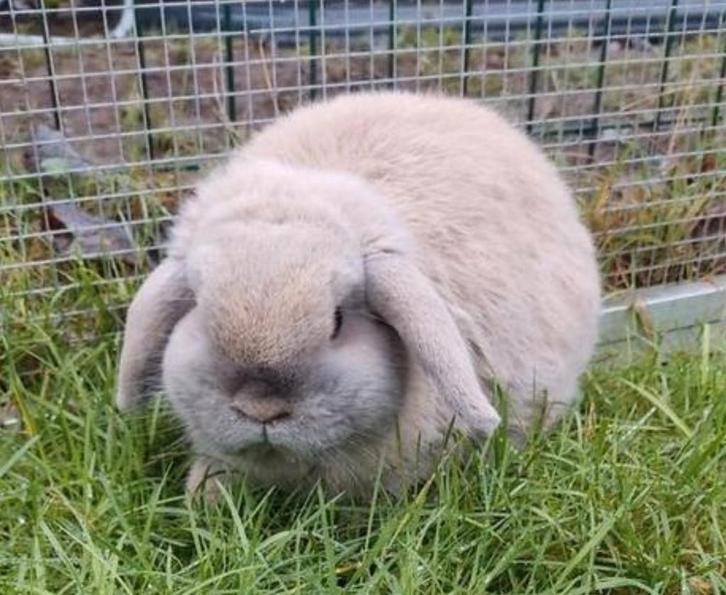 Minilop, Dieren en Toebehoren, Konijnen, Dwerg, Mannelijk, 0 tot 2 jaar, Hangoor