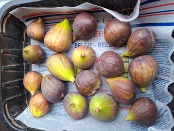 Gratis vijgen  beschikbaar voor biedingen