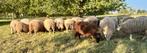 Schapen offerfeest, Dieren en Toebehoren, Schapen, Geiten en Varkens, Meerdere dieren, Schaap, 0 tot 2 jaar